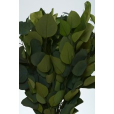 EUCALYPTUS POPULUS PRESERVED 24" Green 